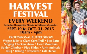 Springridge Farm Harvest Festival event flyer