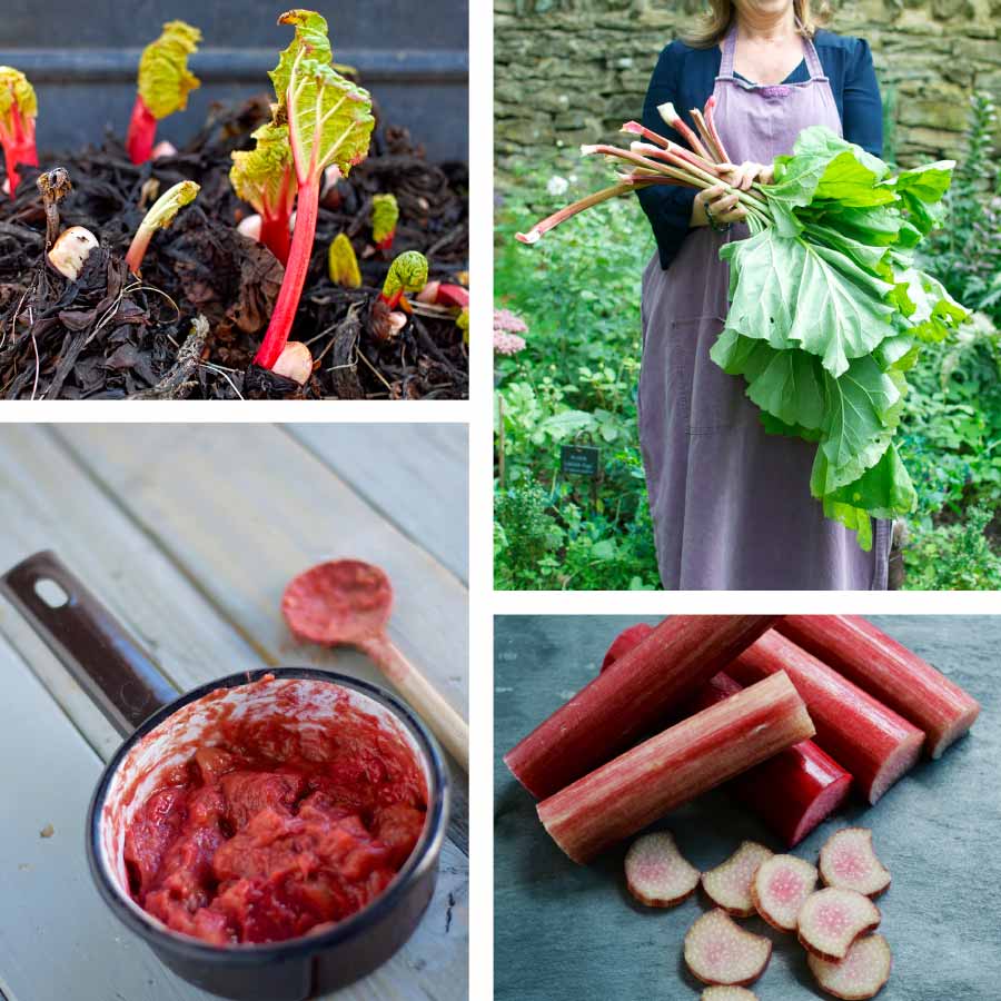 Ontario Rhubarb