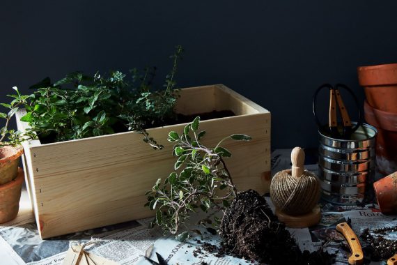 DIY Herb Gardens