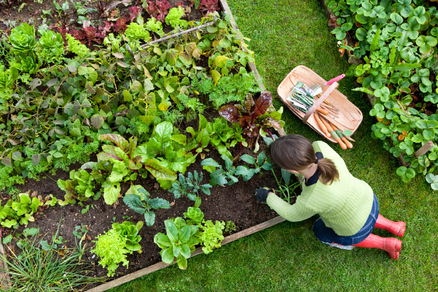 Heirloom Veggies