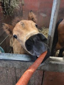 newborn foal at Trinity Trotters