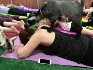 Trinity Trotters goat yoga