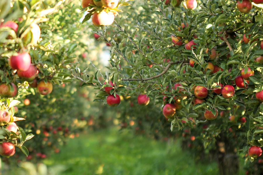 Ontario's Craft Cider