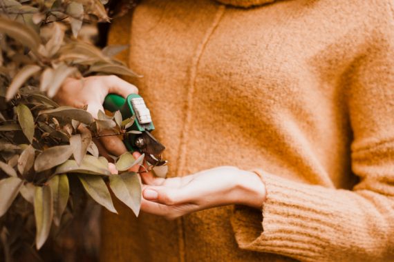 Spring Tree Pruning Tips