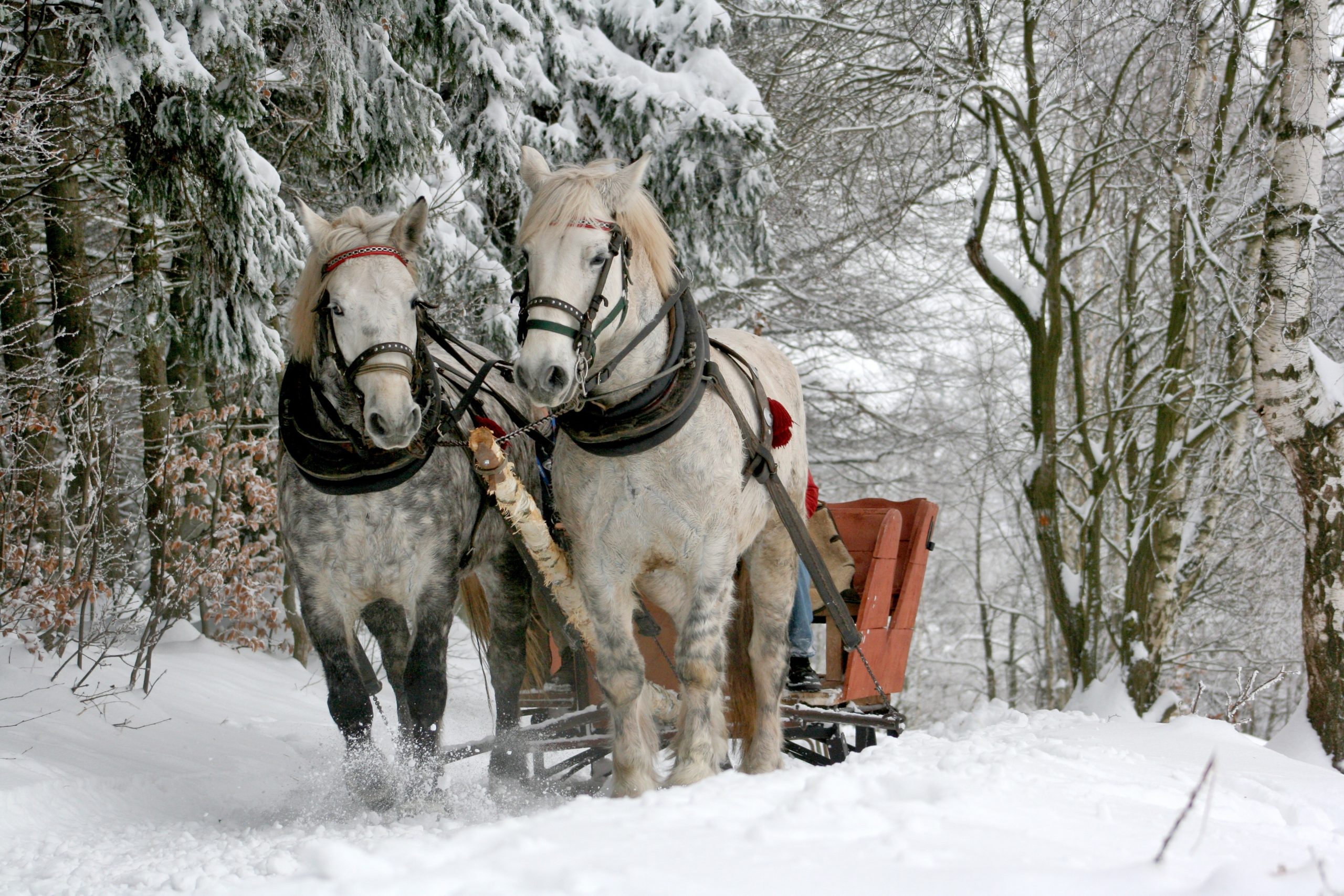 20 great Canadian winter activities and traditions