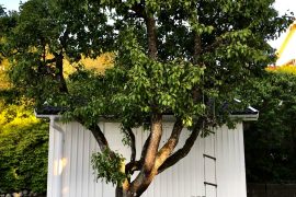 Backyard tree