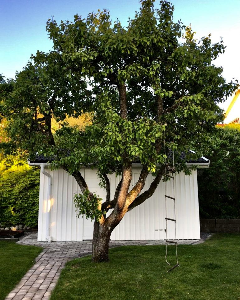 Backyard tree