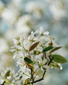 Service berry Tree