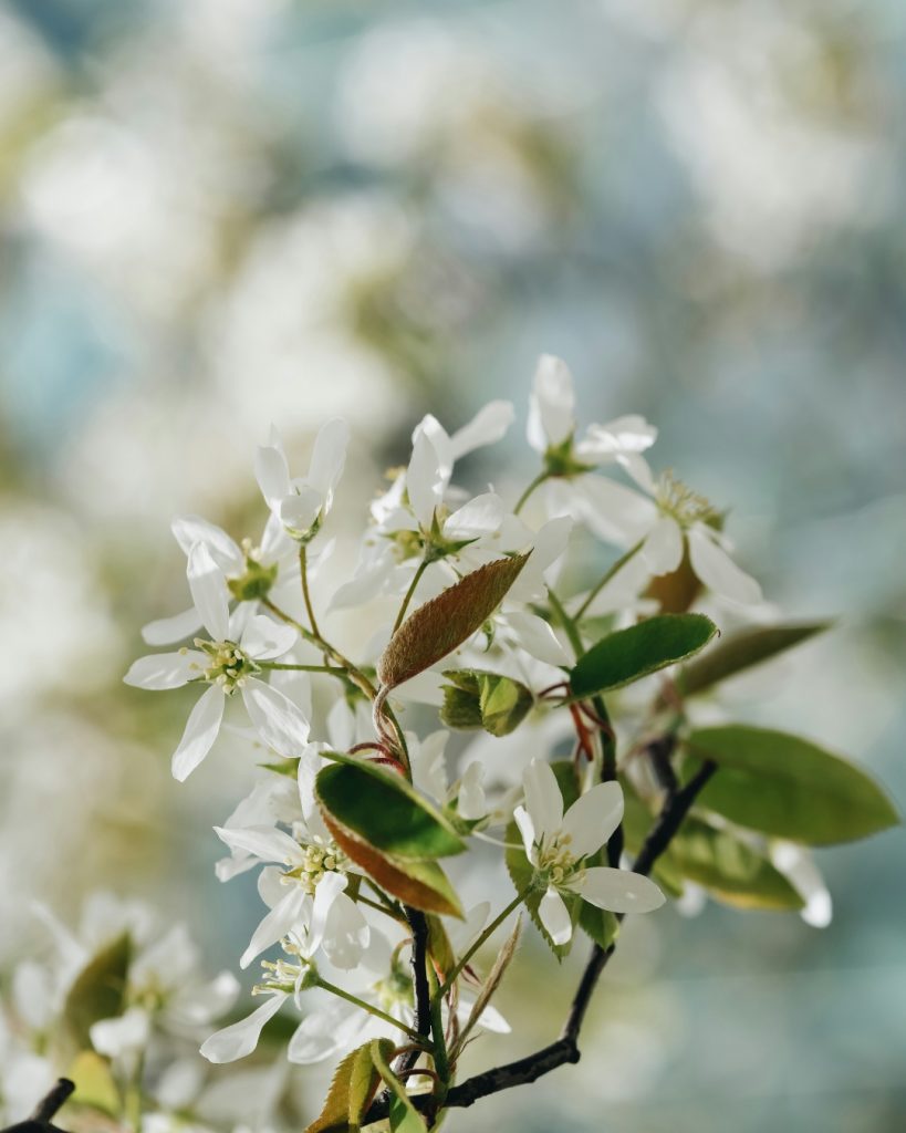 Service berry Tree