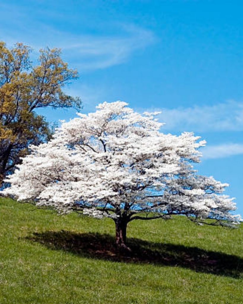 Dogwood tree